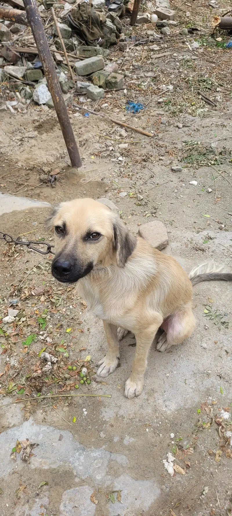 Afghan kuchi dog for sale 03195222108 — photo 4