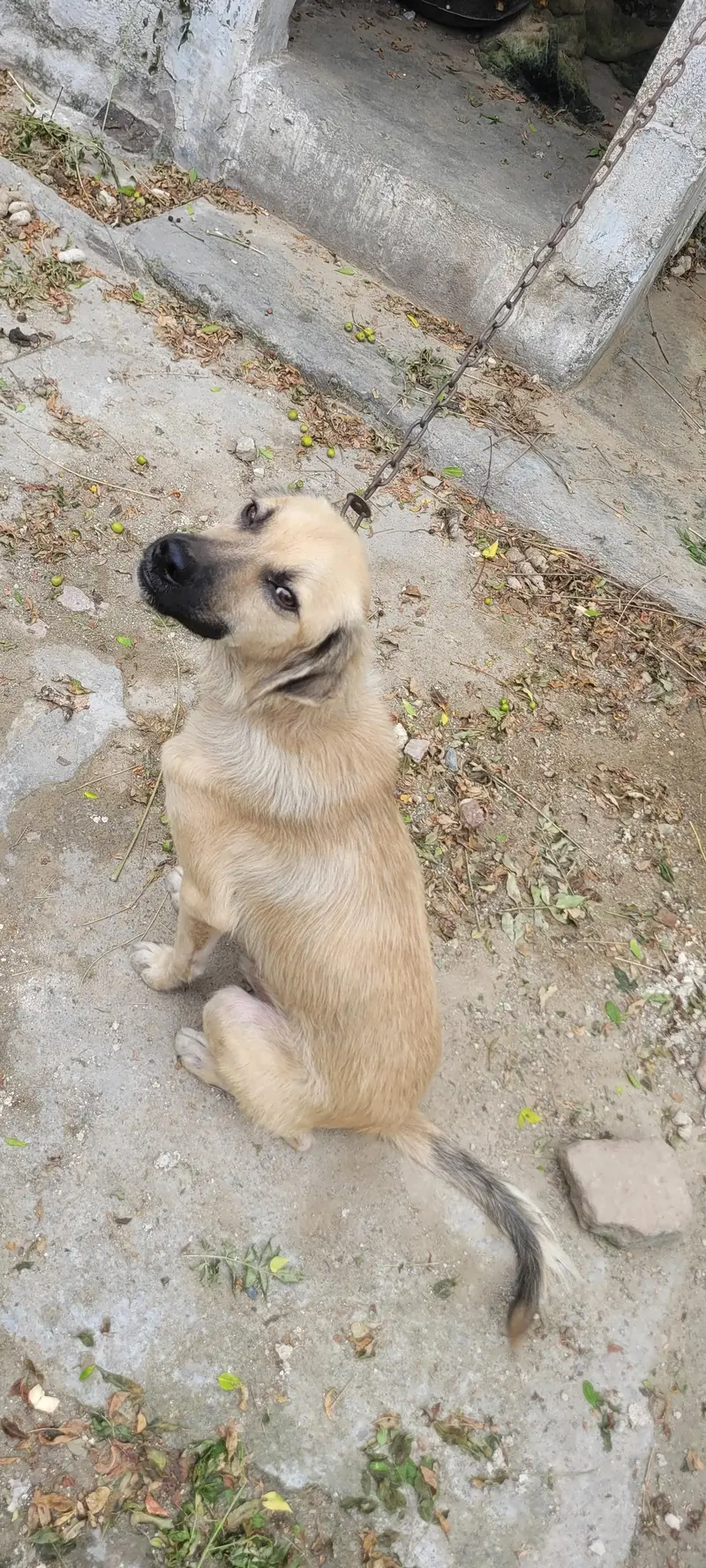 Afghan kuchi dog for sale 03195222108 — photo 5