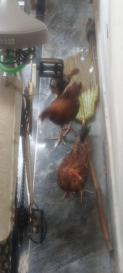 Hens with cage