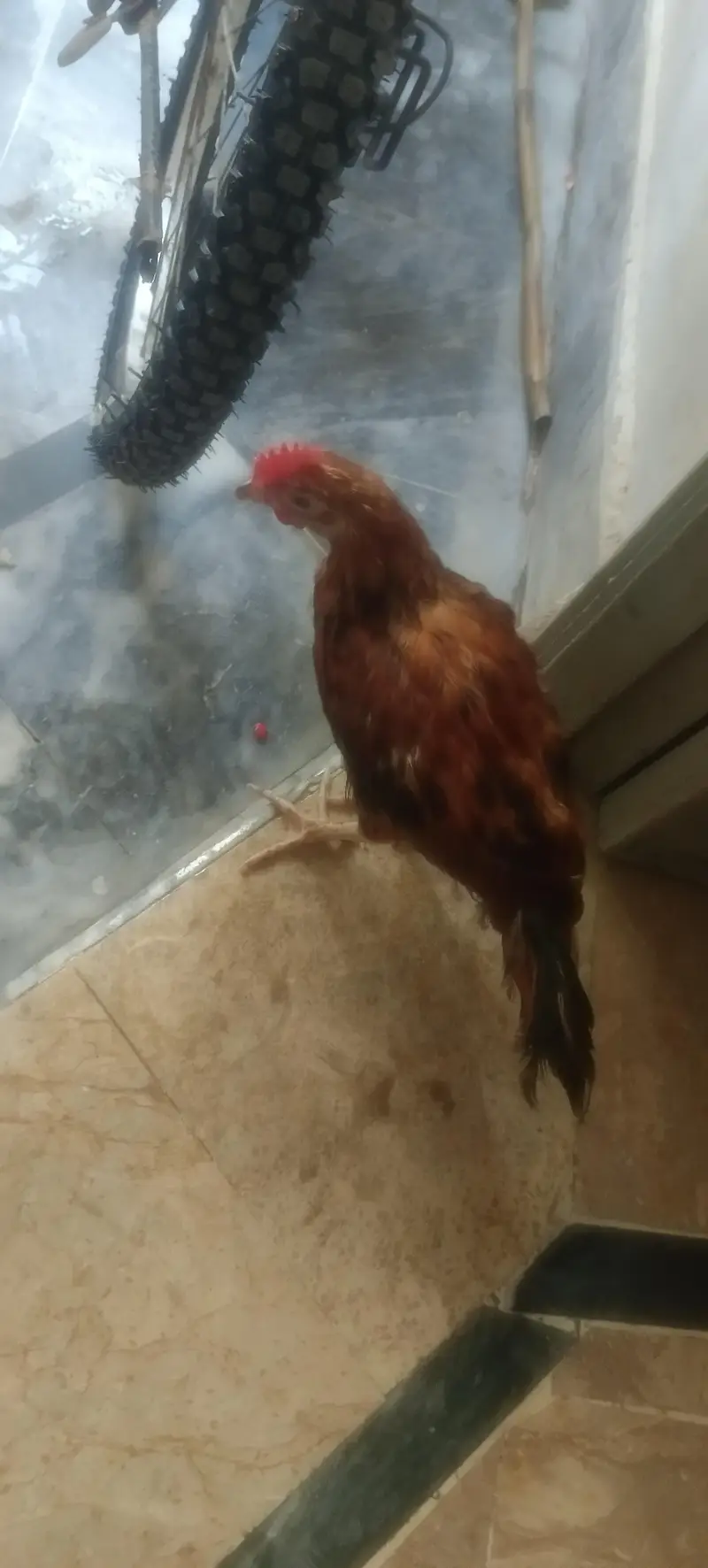 Hens with cage — photo 3