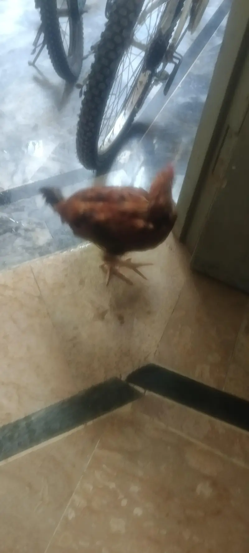 Hens with cage — photo 4