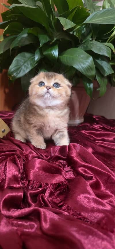 Scottish fold