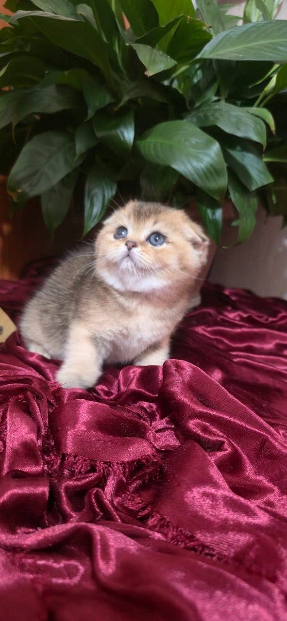 Scottish fold 1