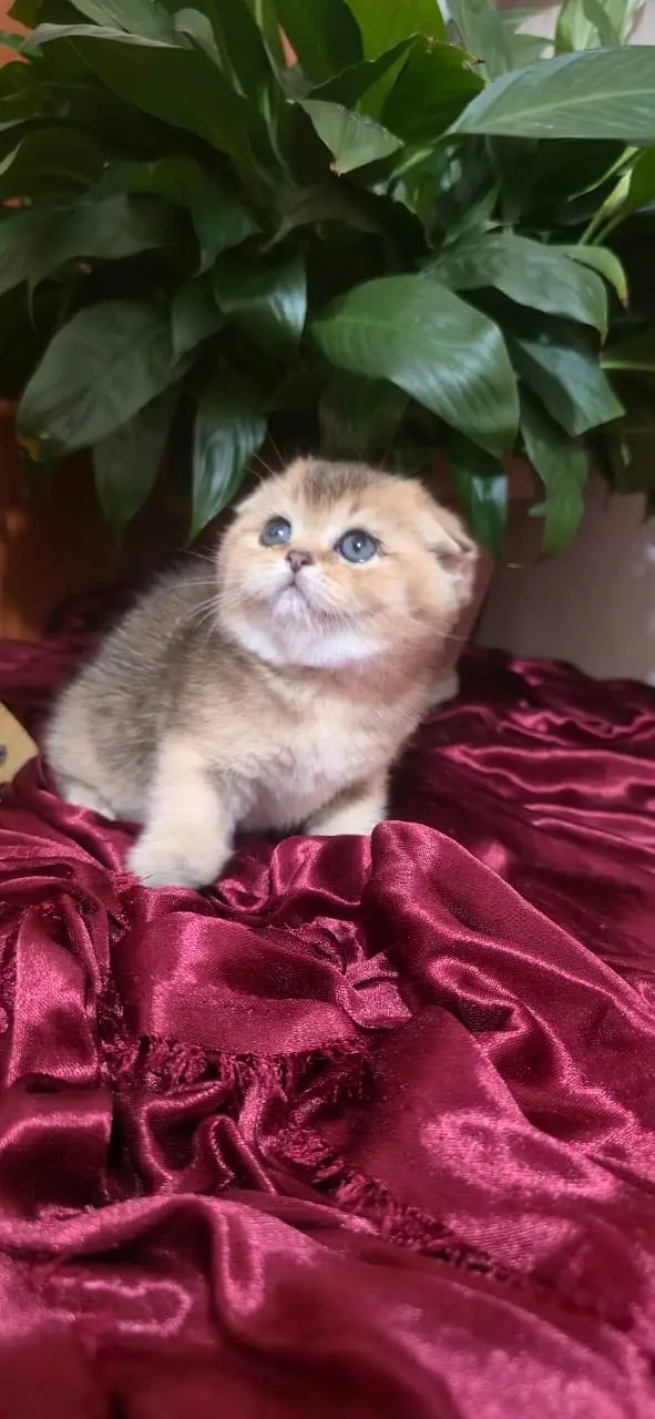 Scottish fold — photo 2