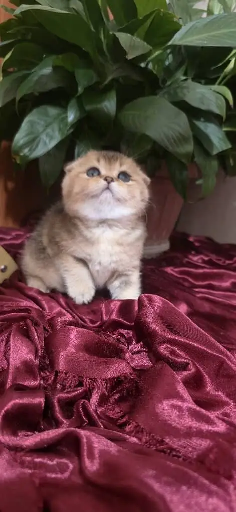 Scottish fold — photo 3