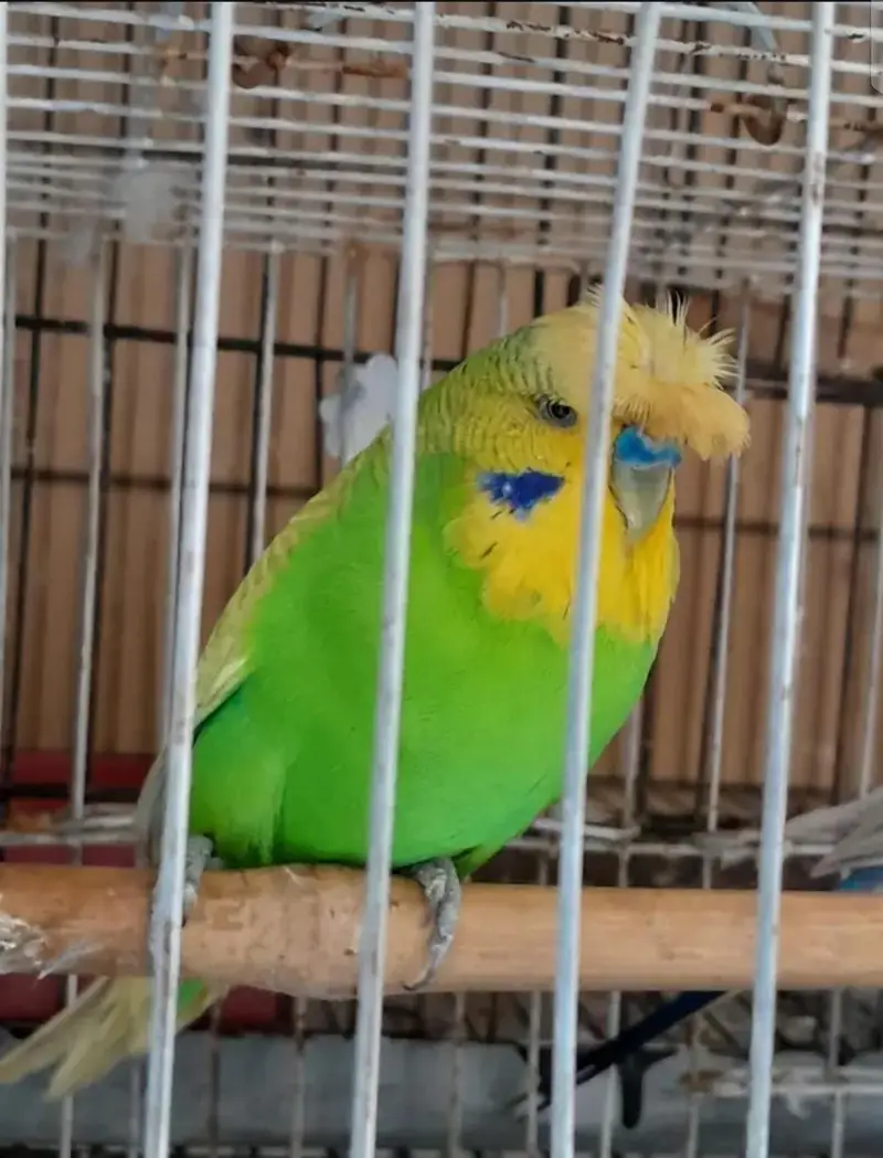 Some Birds 4 Sale. . . — photo 8