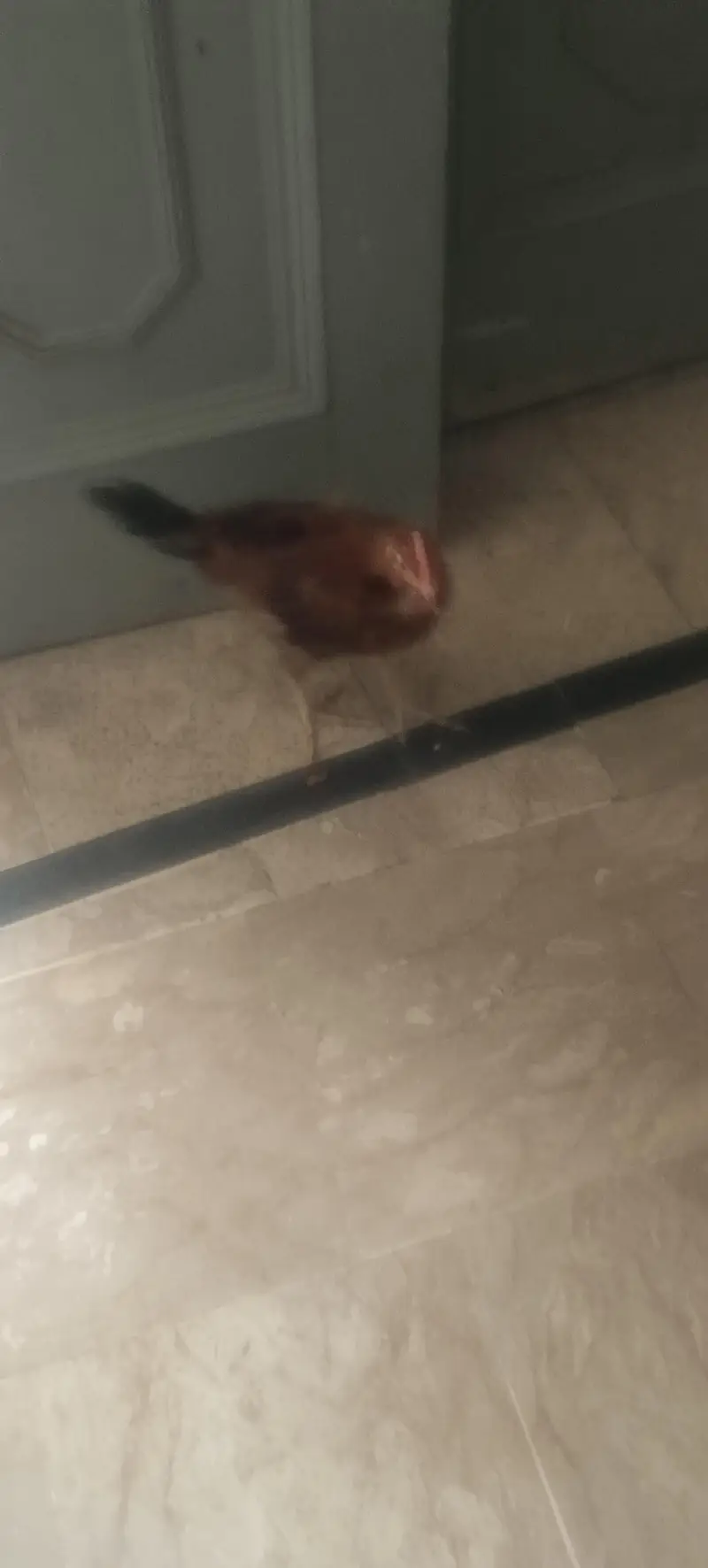 Hens with cage — photo 7