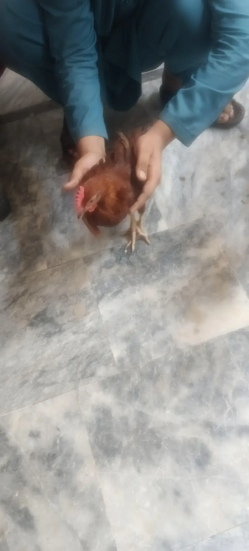 Hens with cage — photo 8