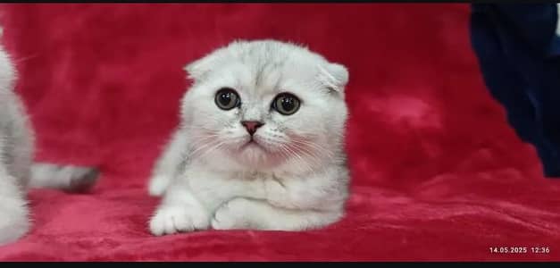Scottish fold