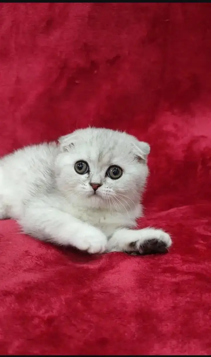 Scottish fold — photo 2