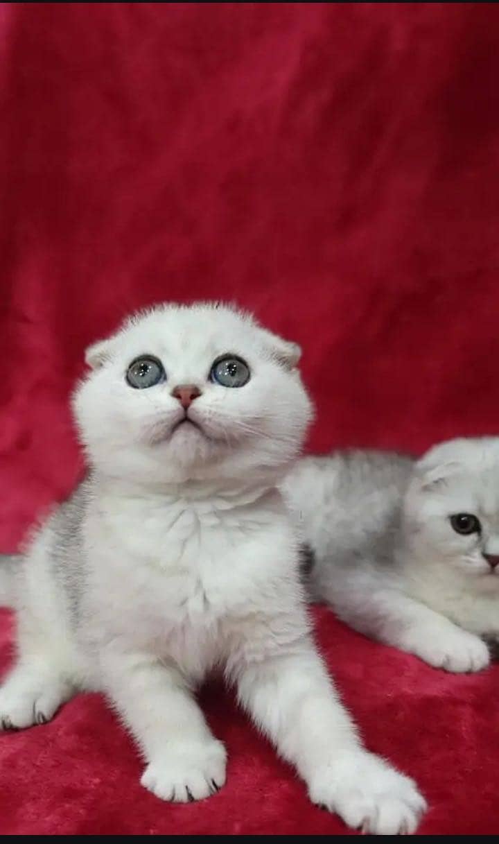 Scottish fold 2