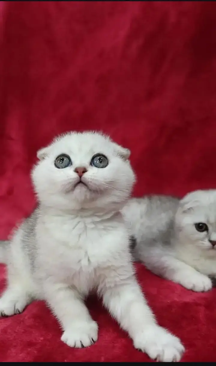 Scottish fold — photo 3