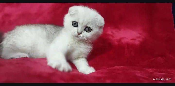 Scottish fold 3