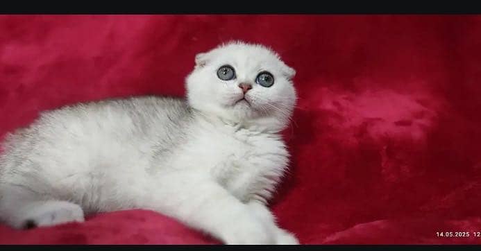 Scottish fold 4
