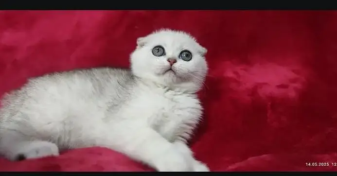 Scottish fold — photo 5