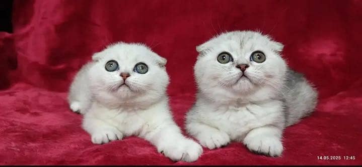 Scottish fold 5