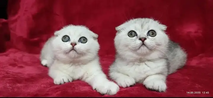 Scottish fold — photo 6