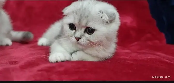 Scottish fold — photo 7