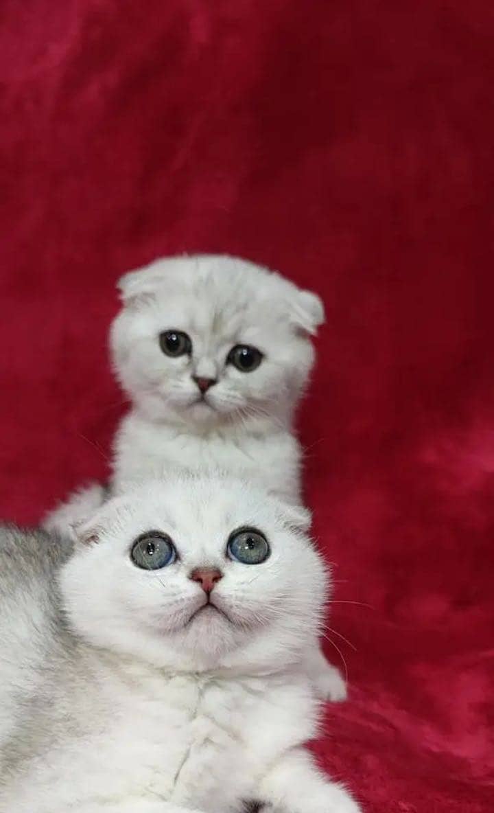 Scottish fold 7