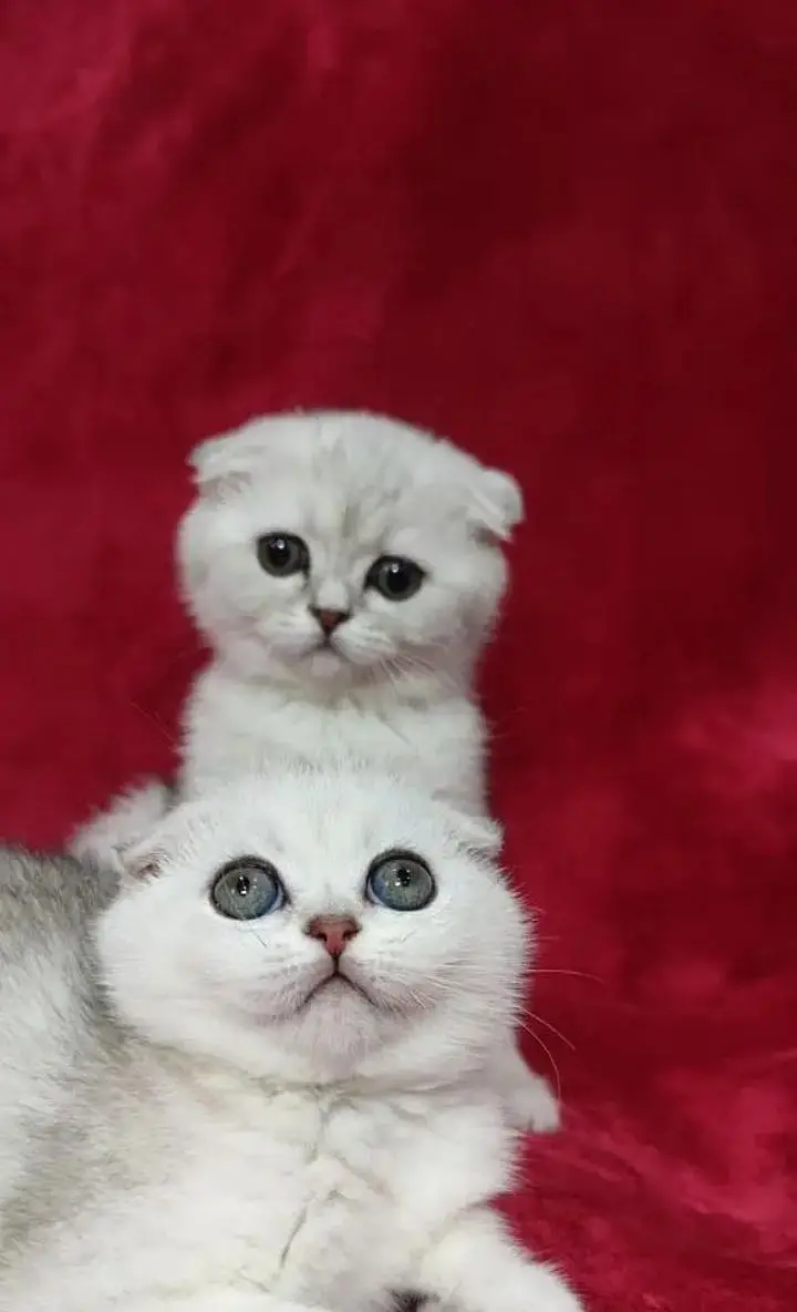 Scottish fold — photo 8