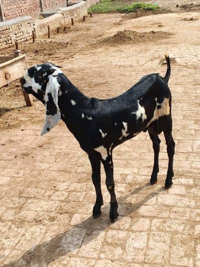 goat for sale in Lahore