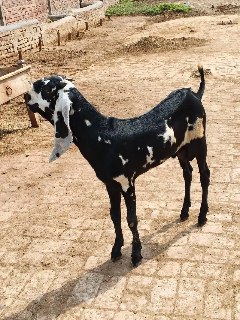 goat for sale in Lahore