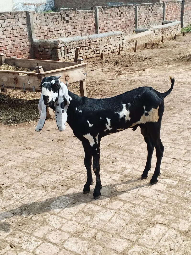 goat for sale in Lahore — photo 2