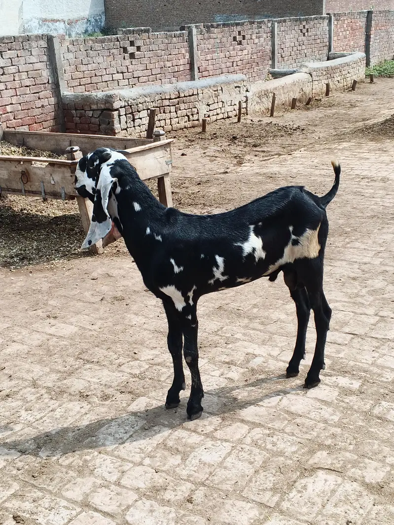 goat for sale in Lahore — photo 3