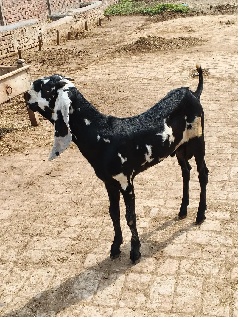goat for sale in Lahore — photo 4