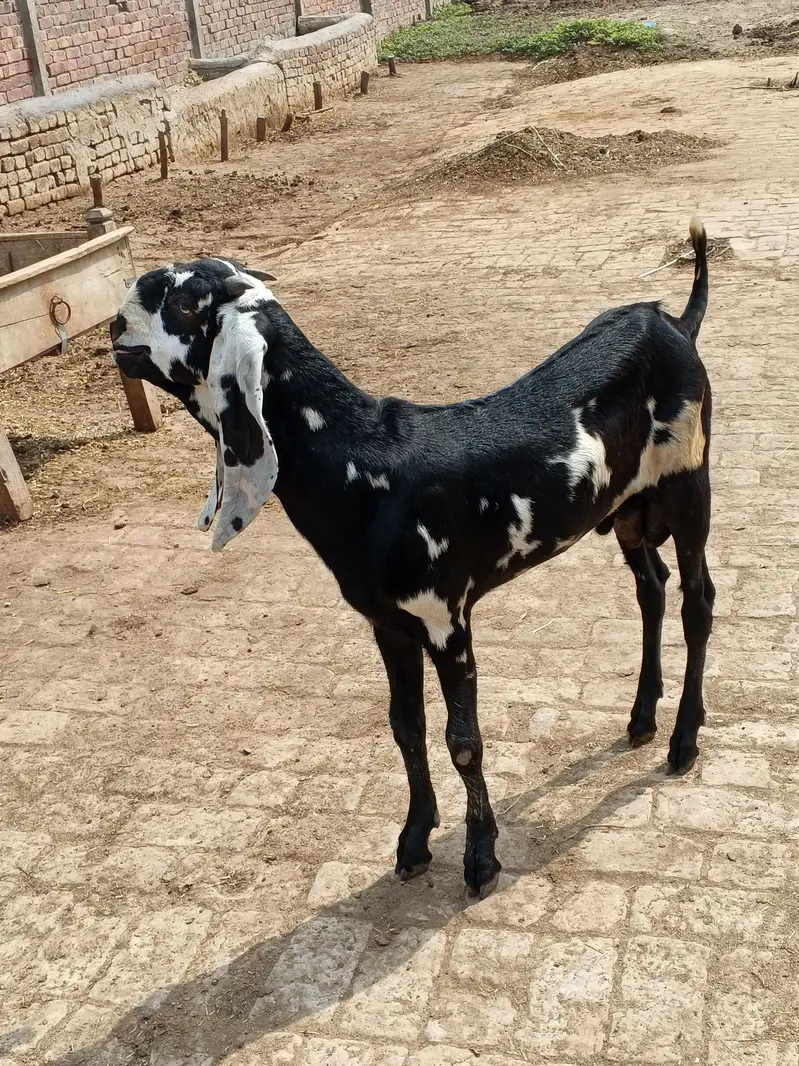 goat for sale in Lahore — photo 5