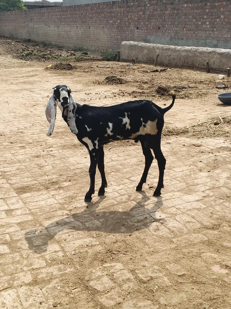 goat for sale in Lahore — photo 6