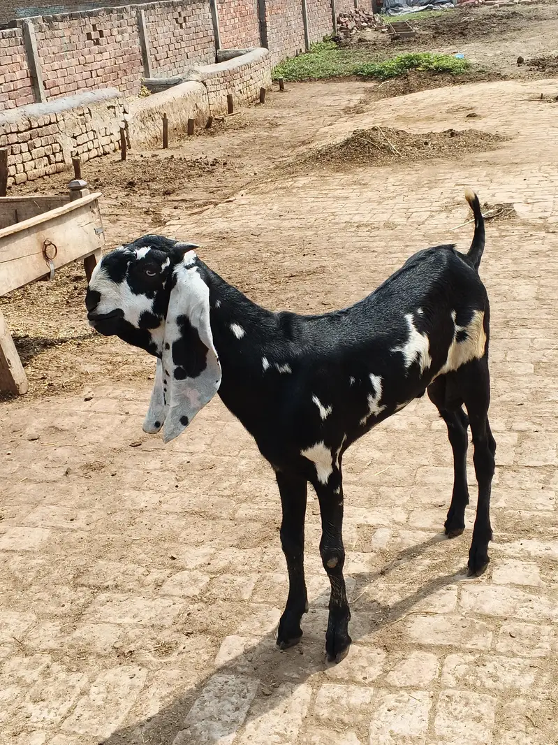 goat for sale in Lahore — photo 7