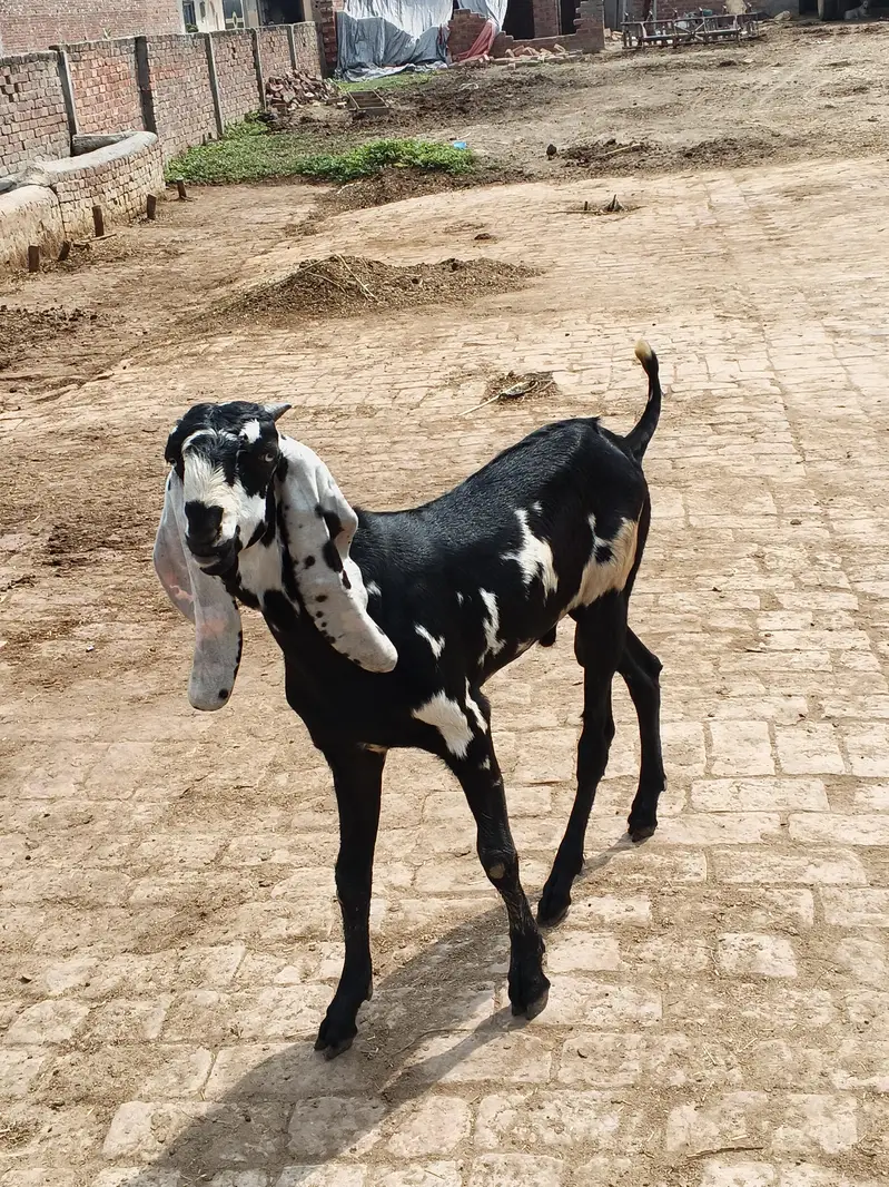 goat for sale in Lahore — photo 8