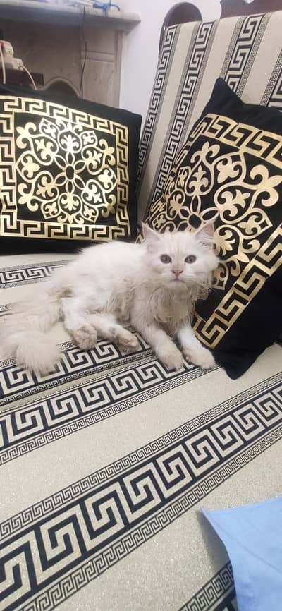 Persian cats for sale