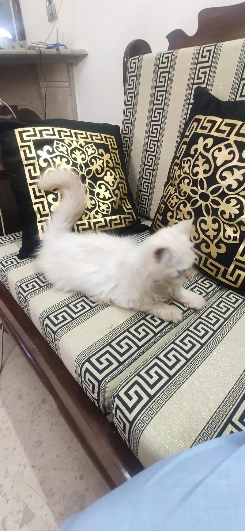 Persian cats for sale — photo 2