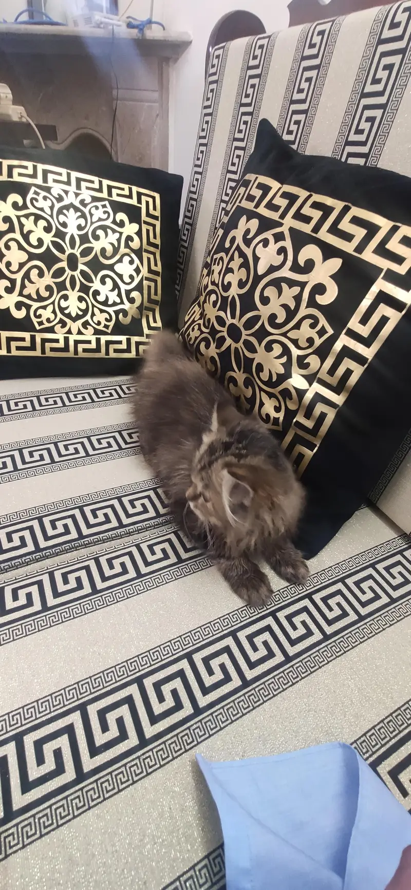 Persian cats for sale — photo 3