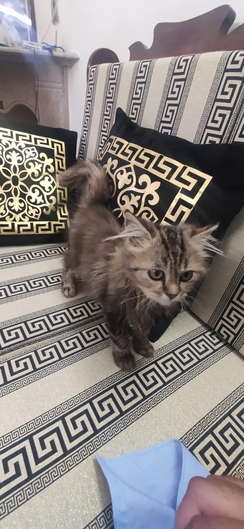 Persian cats for sale — photo 4