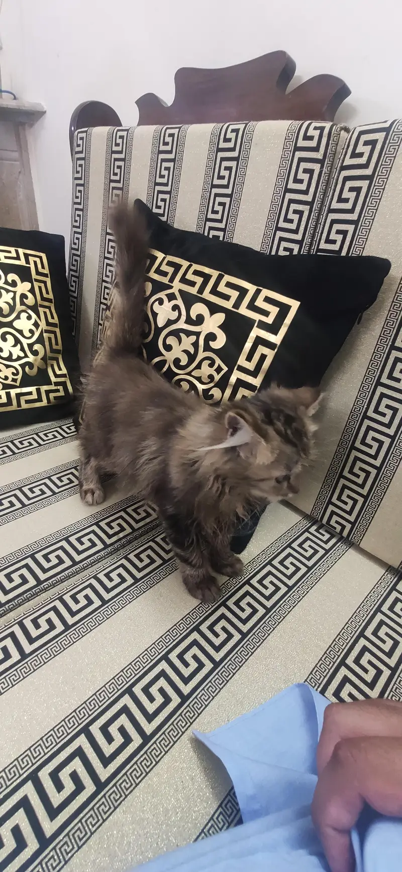 Persian cats for sale — photo 5