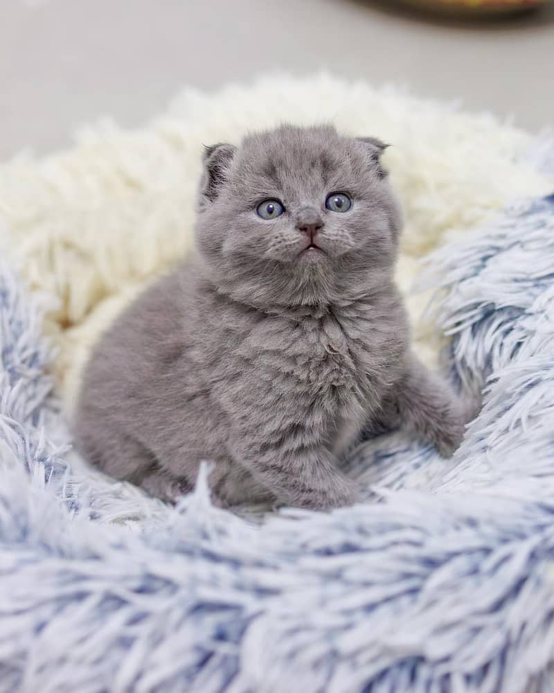 Scottish fold 0