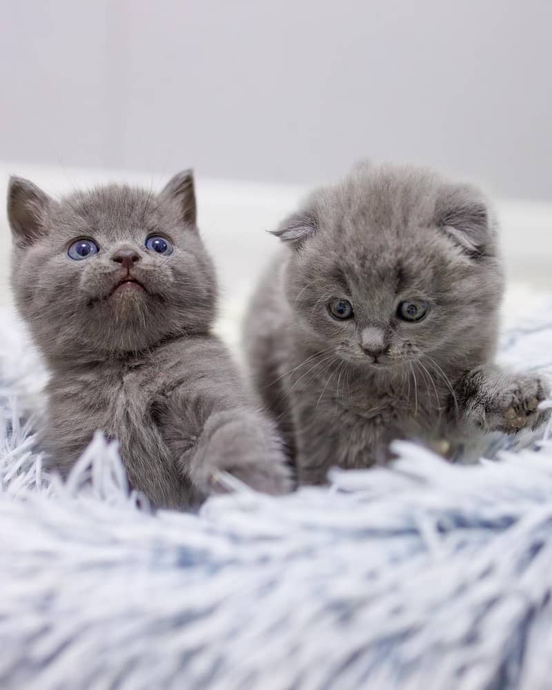 Scottish fold 1