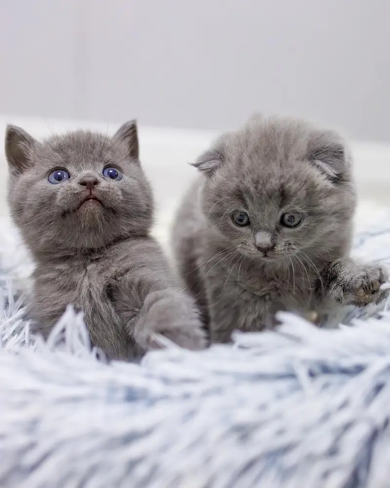 Scottish fold — photo 2