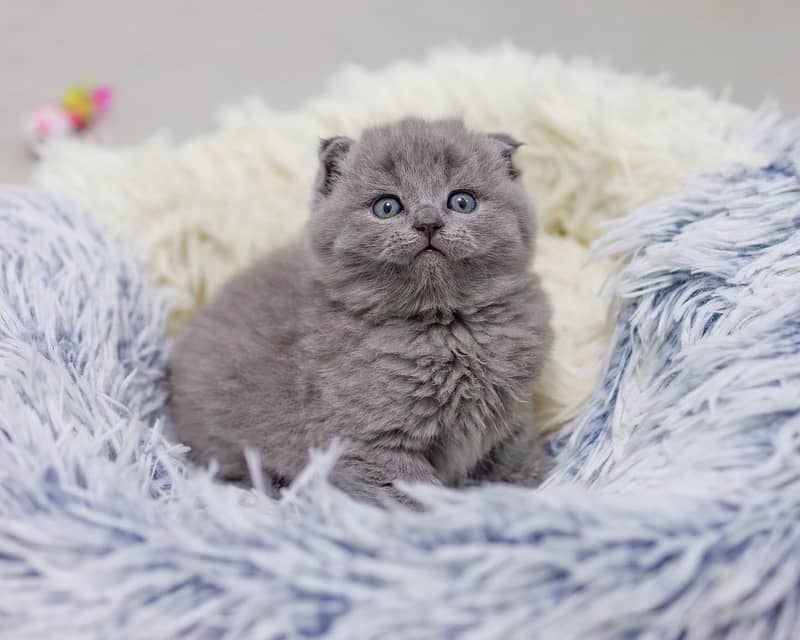 Scottish fold 2