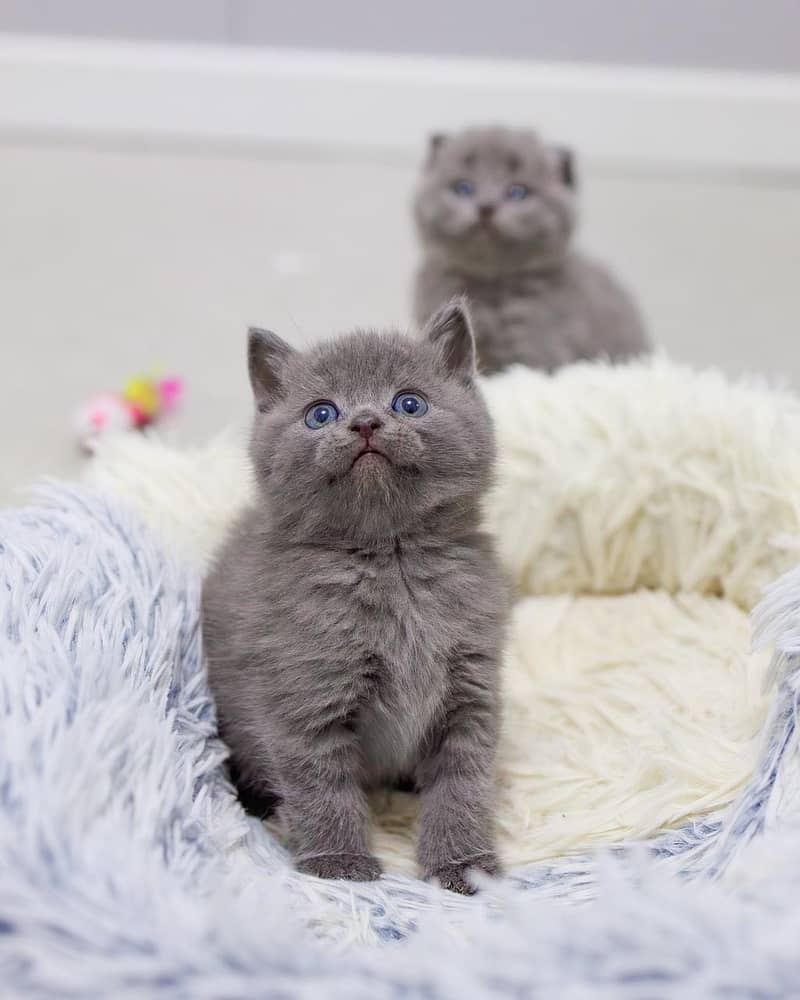 Scottish fold 3