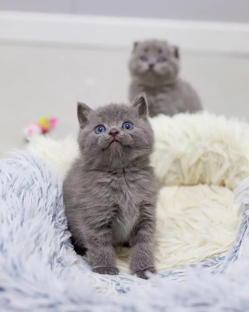 Scottish fold — photo 4