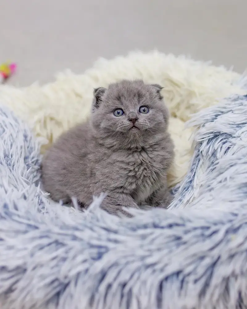 Scottish fold — photo 5