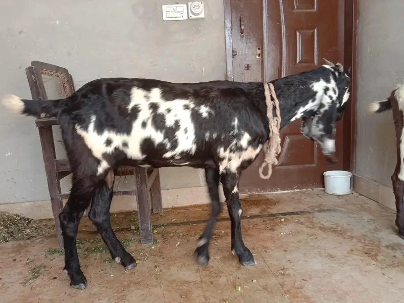 Lailpuri Bakrian — photo 2