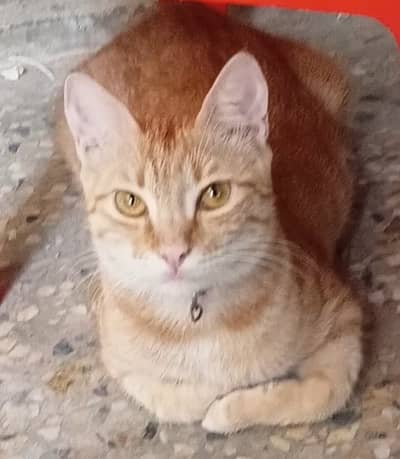 Cat Pair with 3 Kittens