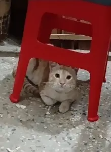 Cat Pair with 3 Kittens — photo 2