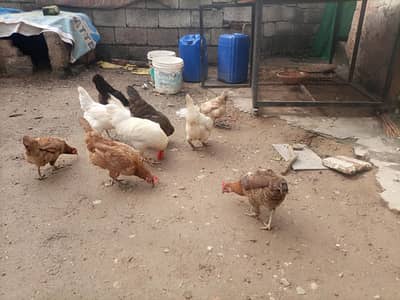 Desi hens for sale h saari egg laying h