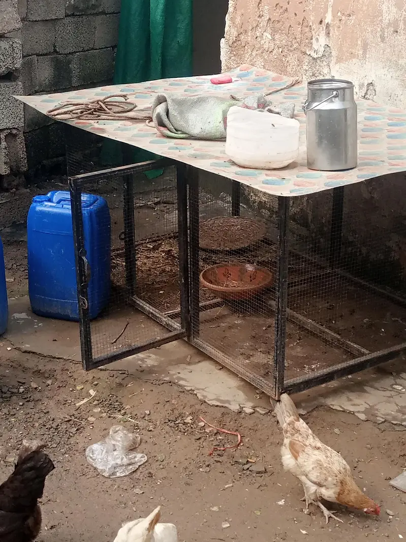 Desi hens for sale h saari egg laying h — photo 2